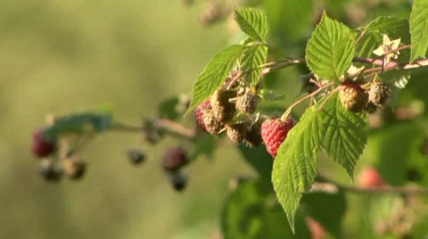 Close up on raspberry twig swinging Stock Footage 35582811