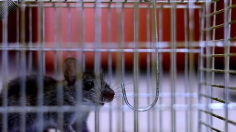 Close-up of a rat caught in a rat trap. The rat is trying to free himself from Stock Footage 313472475