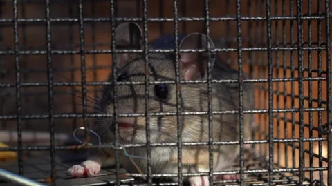 Close up of a rat caught in a trap Stock Footage 315450405