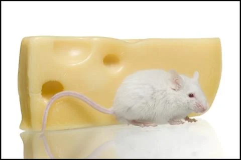 Close-up of a rat eating cheese Stock Photos