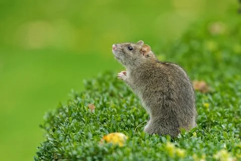 Close-up of a rat in a garden Stock Photos