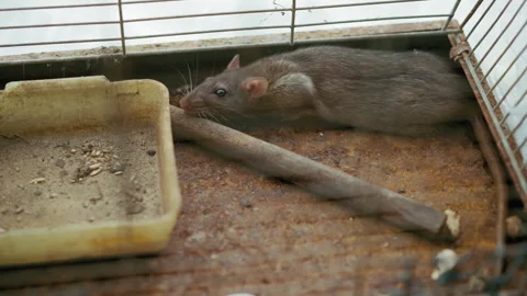 Close Up Rat Inside Rusty Cage Near Food Tray Vidéo 347089112