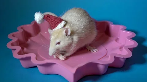 Close-up, a rat in a red Santa hat nibbles a piece of cheese sitting in a pink 스톡 동영상 123377724