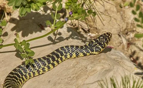 Close up rat snake Stock Photos