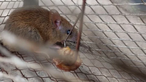 Up close, rat stuck in cage, jumping Stock Footage 268241443