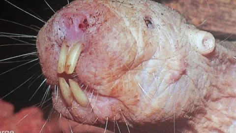 A close up of a rat's face with a large hole in the nose Stock Footage 282241022