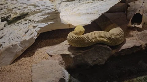 Close up of Rattlesnake crawling away Stock Footage 295213451