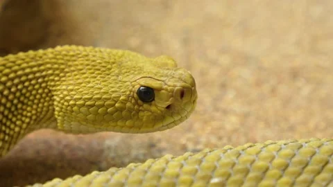 Close up of Rattlesnake Stock Footage 234122446