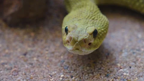 Close up of rattlesnake  Stock Footage 241020385