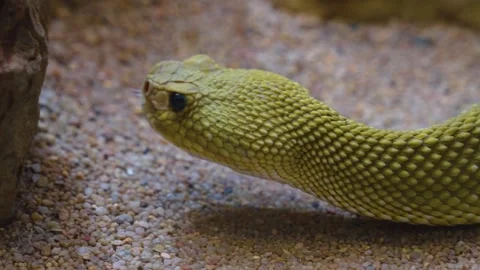  close up of rattlesnake Stock Footage 241022726