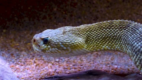 Close up of rattlesnake head in the desert Stock Footage 141682018