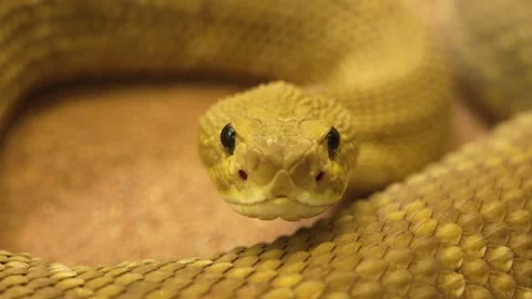 Close up of Rattlesnake head Video stock 258077234