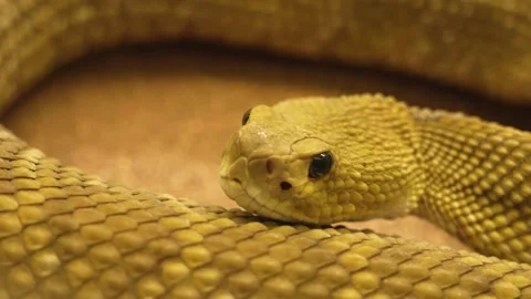 Close up of Rattlesnake head Stock Footage 258077270