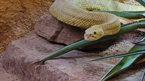 Close up of rattlesnake head Stock Footage 264125072