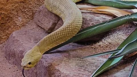 Close up of rattlesnake head  Stock Footage 264139614