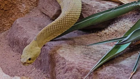 Close up of Rattlesnake head  Stock Footage 264295013