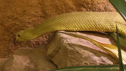 Close up of rattlesnake head Stock Footage 277465773