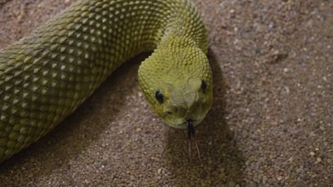 Close up of rattlesnake head Stock Footage 297009530