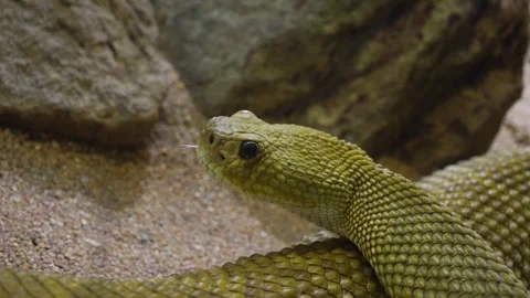 Close up of Rattlesnake head Stock Footage 297016425