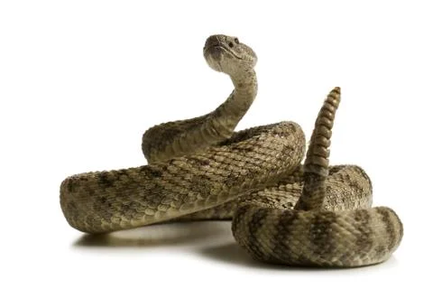 Close-up of a rattlesnake Foto stock