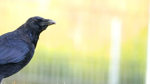 Close up of raven crow. Video stock 117815302