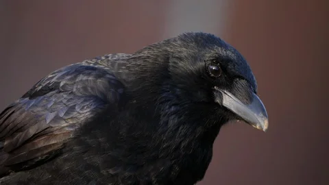 Close up of raven crow. Video stock 120464458