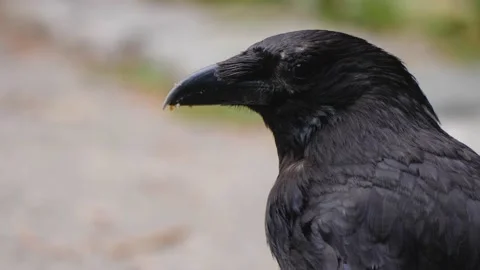 Close up of raven crow Video stock 146551968