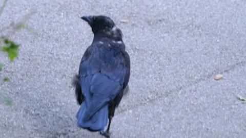 Close up of raven crow Stock Footage 216790923