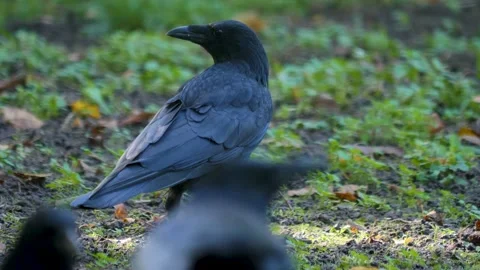 Close up of raven crow  Stock Footage 219670693