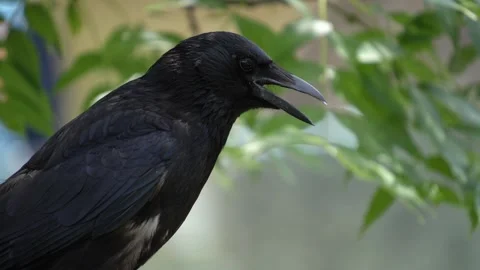 Close up of raven crow Stock Footage 251757756
