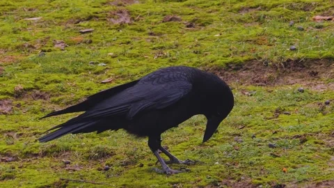 Close up of a raven crow Stock Footage 255705661