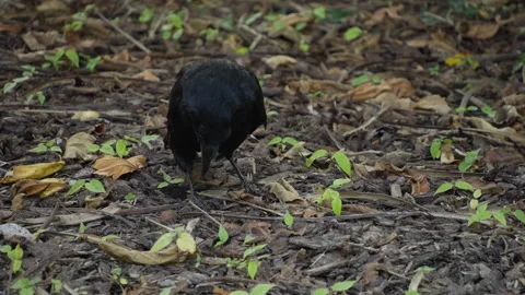 Close up of a raven crow Stock Footage 272793613