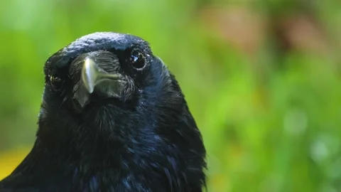 Close up of raven crow standing around Video stock 219671105