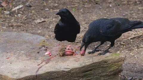 Close up of raven crows eating Stock Footage 265873079