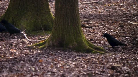 Close up of raven crows walking through the woods	 Stock Footage 145770548