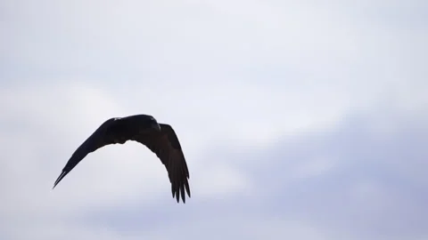 Close up of a raven flying through the sky in slow motion Stock Footage 293378121