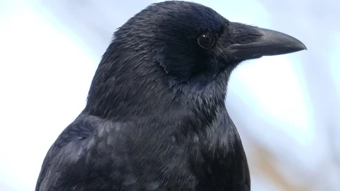 Close up of raven Vídeos de archivo 123049065
