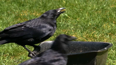 Close up of raven Stock Footage 131388994