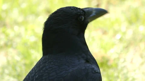 Close up of raven Video stock 131392107