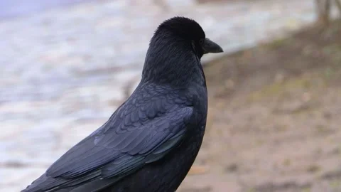Close up of raven Stock Footage 143364552