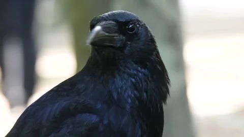 Close up raven Stock Footage 310622586