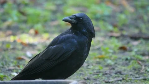 Close up raven Stock Footage 310622598