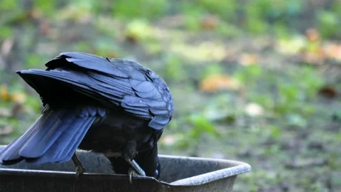 Close up raven Stock Footage 310622631