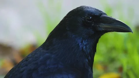 Close up raven Stock Footage 310622635