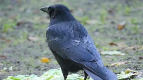 Close up raven Stock Footage 310622646