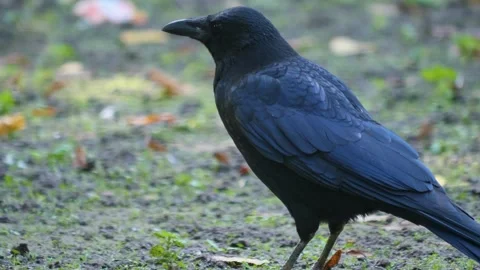 Close up raven Stock Footage 310622655
