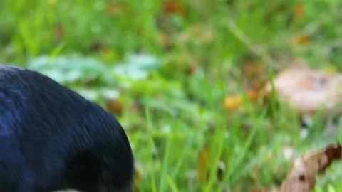 Close up raven Stock Footage 310622661