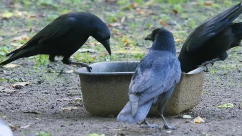 Close up raven Stock Footage 310622693