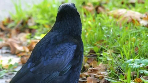 Close up raven Stock Footage 310622701