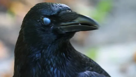 Close up raven Stock Footage 310622767